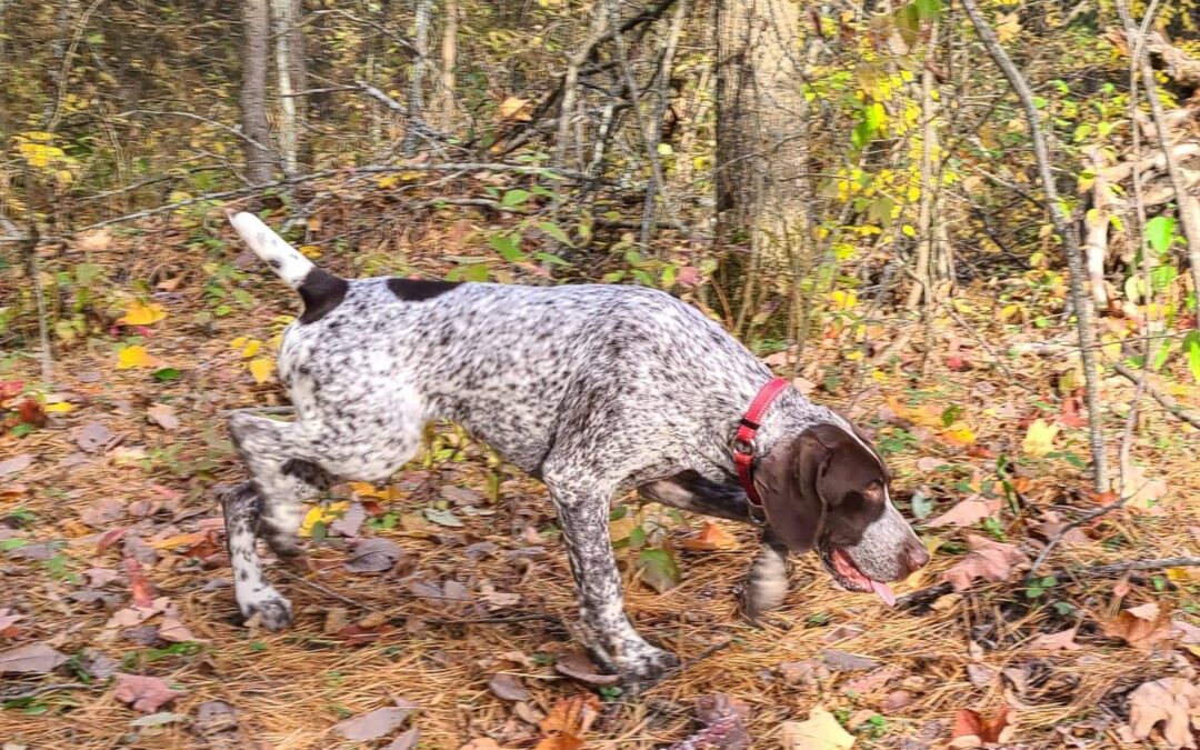 German Shorthaired Pointer Puppies for Sale: The Price