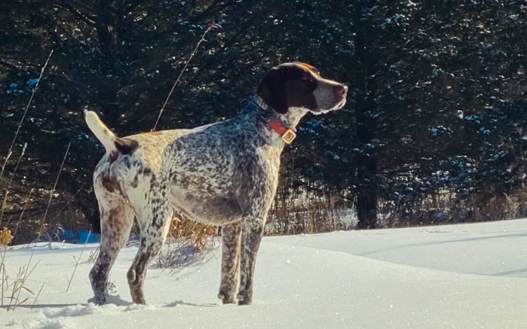 German Shorthaired Pointer Puppies for Sale: The Questionnaire