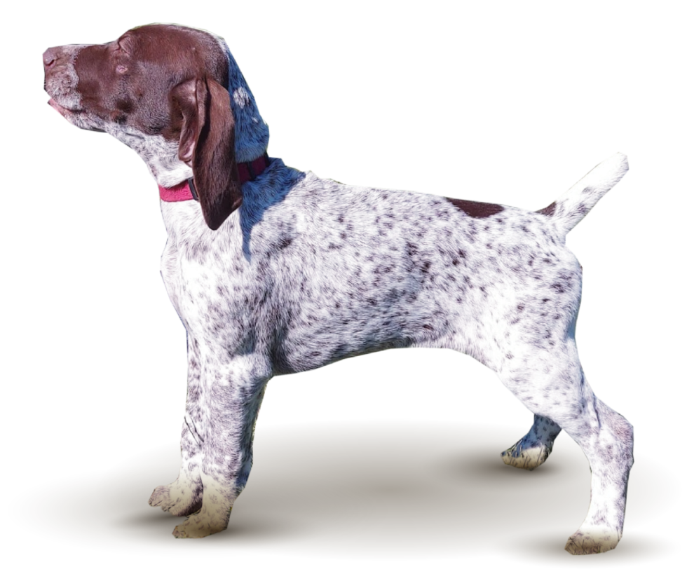 German Shorthaired Pointer SevenStars | Award Winning Champions