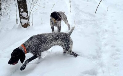 German Shorthaired Pointer Puppies for Sale: More Red Flags