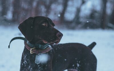 Where does the black gene come from in German Shorthaired Pointers?